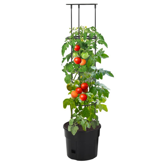 Tomato Grower Anthracite Ø29.5x115 cm Polypropylene Tomato Grower Anthracite Ø29.5x115 cm Polypropylene