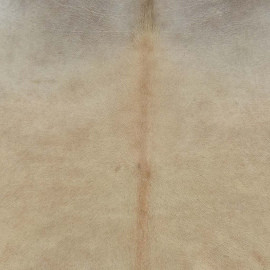 284345 vidaXL Real Cow Hide Rug 150x170 cm Beige