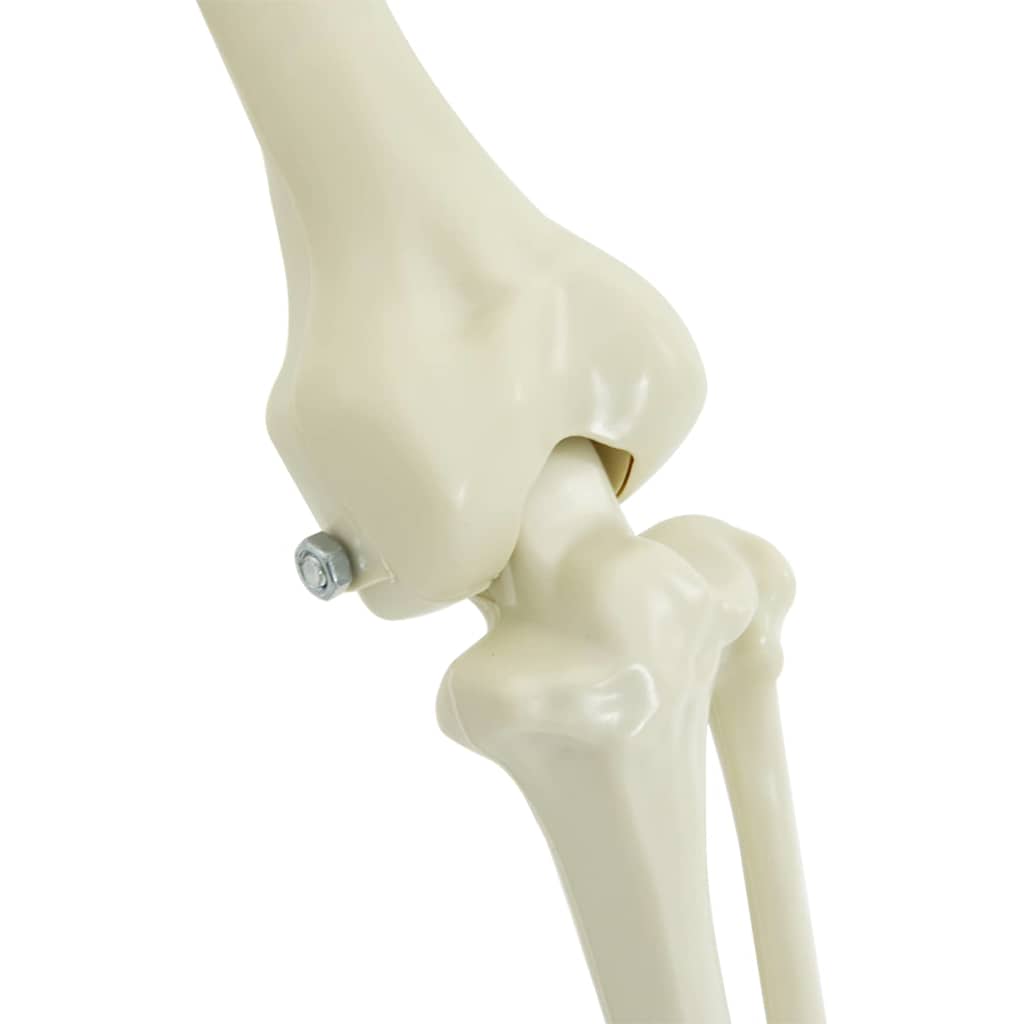 Halloween Decoration Skeleton 2 pcs White Polypropylene