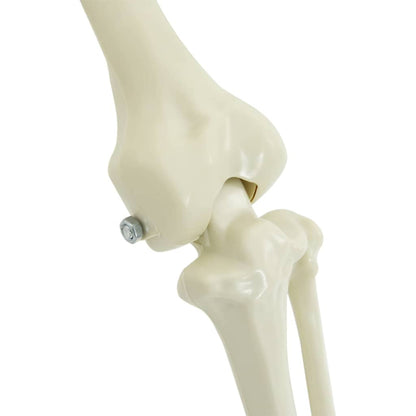 Halloween Decoration Skeleton 2 pcs White Polypropylene