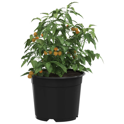 Round Flower Pot 50 pcs Black Ø 10 x 8 cm Plastic