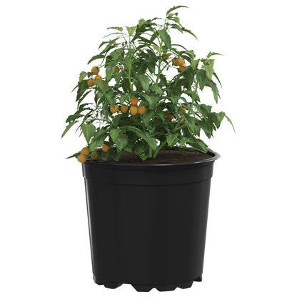 Flower Pot 200 pcs Black Ø 15 x 13 cm Plastic