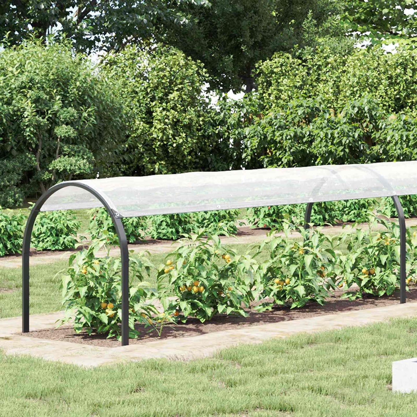 Plant Cover Transparent 1 x 12 m PE